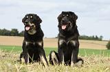 DOGUE DU TIBET 054